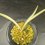 천종