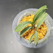 라사 단엽